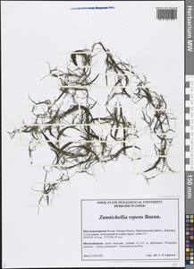 Zannichellia palustris subsp. palustris, Siberia, Western Siberia (S1) (Russia)