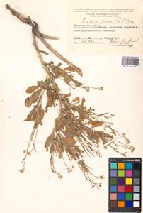 Brassica juncea (L.) Czern., Eastern Europe, Moscow region (E4a) (Russia)