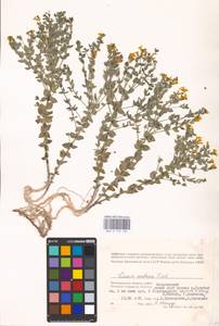 MHA 0 159 181, Linaria cretacea Fisch. ex Spreng., Eastern Europe, Lower Volga region (E9) (Russia)