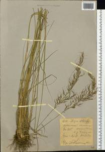 Achnatherum sibiricum (L.) Keng ex Tzvelev, Siberia, Western (Kazakhstan) Altai Mountains (S2a) (Kazakhstan)