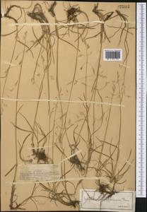 Paracolpodium altaicum (Trin.) Tzvelev, Middle Asia, Dzungarian Alatau & Tarbagatai (M5) (Kazakhstan)