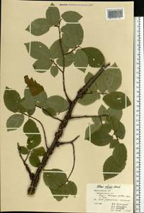 Ulmus minor subsp. minor, Eastern Europe, Central forest-and-steppe region (E6) (Russia)