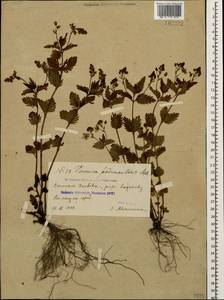 Veronica peduncularis M. Bieb., Caucasus, Georgia (K4) (Georgia)