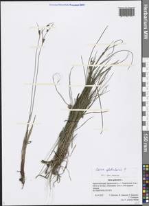 Carex globularis L., Siberia, Chukotka & Kamchatka (S7) (Russia)