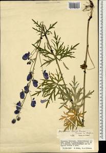Aconitum ambiguum subsp. baicalense (Turcz. ex Rapaics) Vorosch., Mongolia (MONG) (Mongolia)