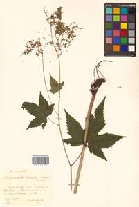 Filipendula glaberrima (Nakai) Nakai, Siberia, Russian Far East (S6) (Russia)