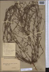 Polygonum neglectum Besser, Middle Asia, Northern & Central Kazakhstan (M10) (Kazakhstan)