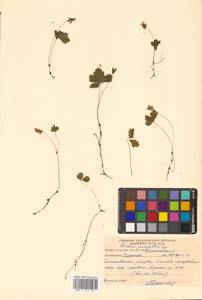 Rubus pedatus Sm., Siberia, Russian Far East (S6) (Russia)