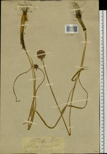 Allium lineare L., Siberia, Baikal & Transbaikal region (S4) (Russia)