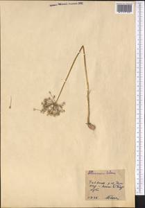 Allium caesium Schrenk, Middle Asia, Caspian Ustyurt & Northern Aralia (M8) (Kazakhstan)
