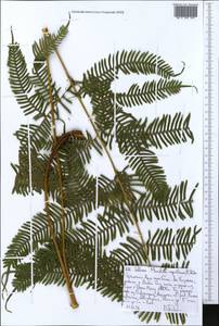 Pteridium aquilinum (L.) Kuhn, Africa (AFR) (Ethiopia)