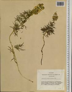 Aconitum anthoroideum DC., Siberia, Altai & Sayany Mountains (S2) (Russia)