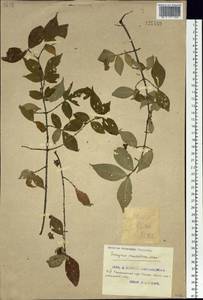 Euonymus verrucosus Scop., Siberia, Russian Far East (S6) (Russia)