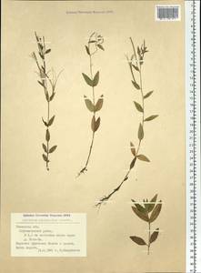 Epilobium ciliatum subsp. ciliatum, Siberia, Western Siberia (S1) (Russia)