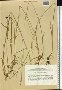 Elymus repens (L.) Gould, Siberia, Baikal & Transbaikal region (S4) (Russia)