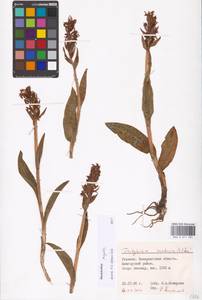 Dactylorhiza majalis (Rchb.) P.F.Hunt & Summerh., Eastern Europe, West Ukrainian region (E13) (Ukraine)