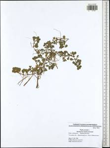 Lythrum portula (L.) D. A. Webb, Eastern Europe, Central region (E4) (Russia)