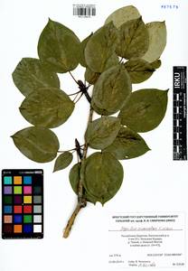 Populus suaveolens, Siberia, Baikal & Transbaikal region (S4) (Russia)