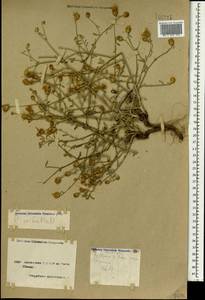 Centaurea ovina Pall. ex Willd., Caucasus, Armenia (K5) (Armenia)