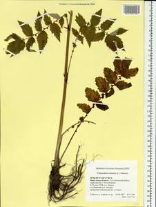 Filipendula ulmaria (L.) Maxim., Siberia, Baikal & Transbaikal region (S4) (Russia)