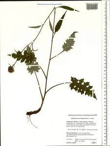 Saussurea recurvata (Maxim.) Lipsch., Siberia, Russian Far East (S6) (Russia)
