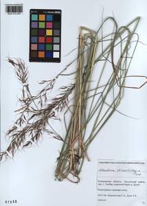 Achnatherum sibiricum (L.) Keng ex Tzvelev, Siberia, Altai & Sayany Mountains (S2) (Russia)