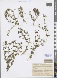 Mesostemma dichotomum (L.) Arabi, Rabeler & Zarre, Siberia, Baikal & Transbaikal region (S4) (Russia)