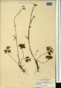 Ranunculus grandiflorus L., Caucasus, Armenia (K5) (Armenia)