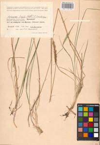 Agropyron fragile (Roth) P.Candargy, Eastern Europe, Lower Volga region (E9) (Russia)