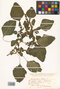 Amaranthus blitum L., Siberia, Russian Far East (S6) (Russia)