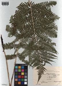 Athyrium filix-femina, Siberia, Altai & Sayany Mountains (S2) (Russia)