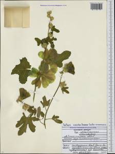 Alcea rugosa Alef., Caucasus, North Ossetia, Ingushetia & Chechnya (K1c) (Russia)
