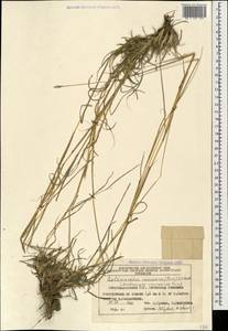 Bothriochloa bladhii (Retz.) S.T.Blake, Caucasus, Azerbaijan (K6) (Azerbaijan)