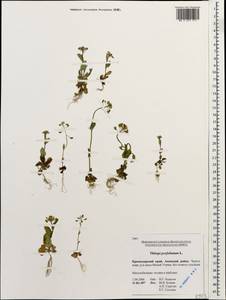 Microthlaspi perfoliatum (L.) F. K. Mey., Caucasus, Krasnodar Krai & Adygea (K1a) (Russia)