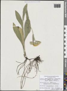 Pentanema oculus-christi (L.) D. Gut. Larr., Santos-Vicente, Anderb., E. Rico & M. M. Mart. Ort., Eastern Europe, Central forest-and-steppe region (E6) (Russia)