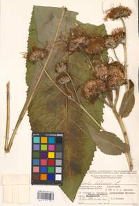 Inula helenium L., Eastern Europe, Moscow region (E4a) (Russia)