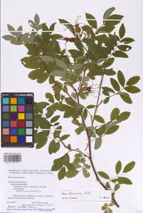 Rosa davurica Pall., Eastern Europe, Central forest-and-steppe region (E6) (Russia)
