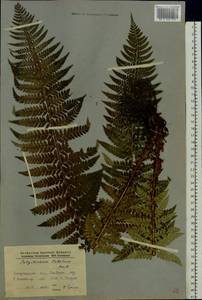 Polystichum aculeatum (L.) Roth, Eastern Europe, West Ukrainian region (E13) (Ukraine)