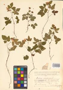 Rubus arcticus L., Eastern Europe, Northern region (E1) (Russia)