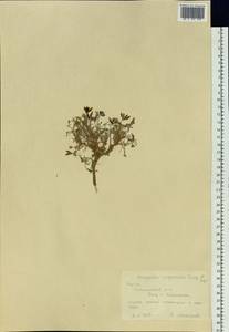 Astragalus angarensis Turcz. ex Bunge, Siberia, Yakutia (S5) (Russia)