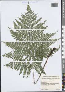 Dryopteris expansa (C.Presl) Fraser-Jenk. & Jermy, Eastern Europe, Moscow region (E4a) (Russia)