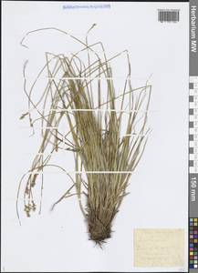 Carex lapponica O.Lang, Eastern Europe, Northern region (E1) (Russia)