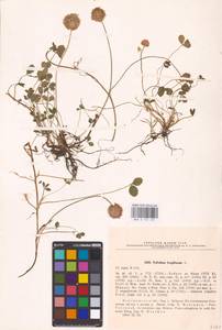 Trifolium fragiferum L., Eastern Europe, Central forest-and-steppe region (E6) (Russia)