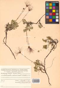 Geum selinifolium (Fisch. ex F. Schmidt) Hultén, Siberia, Chukotka & Kamchatka (S7) (Russia)