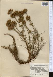 Hypericum scabrum L., Middle Asia, Pamir & Pamiro-Alai (M2) (Kyrgyzstan)