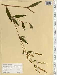 Koenigia divaricata (L.) T. M. Schust. & Reveal, Eastern Europe, Central region (E4) (Russia)