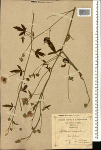 Althaea cannabina L., Caucasus, Georgia (K4) (Georgia)