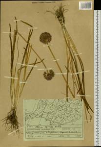 Allium spirale Schweigg., Siberia, Russian Far East (S6) (Russia)