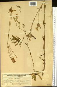 Dianthus superbus L., Eastern Europe, Volga-Kama region (E7) (Russia)
