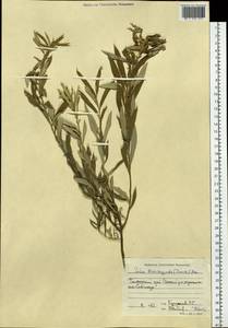 Salix brachypoda (Trautv. & C. A. Mey.) Kom., Siberia, Russian Far East (S6) (Russia)